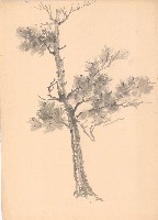 藏品(松樹)的圖片