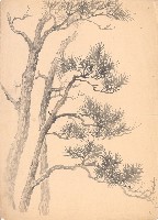 藏品(松樹)的圖片