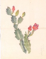 藏品(仙人掌)的圖片