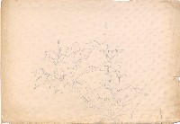 藏品(植物)的圖片