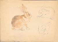 藏品(兔子 )的圖片