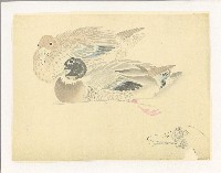 藏品(川端習畫臨稿 (一對綠頭鴨))的圖片