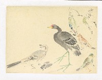 藏品(川端習畫臨稿 (秧雞蒿雀等))的圖片