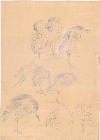 藏品(夜鷺)的圖片