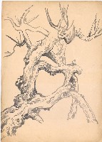 藏品(黃槐老幹)的圖片