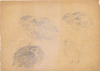 藏品(鵪鶉)的圖片