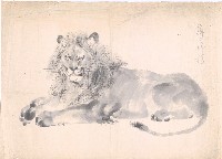 藏品(獅子草稿)的圖片