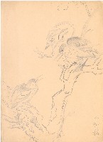 藏品((1)夜鷺；(2)猴頭)的圖片