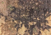 藏品(20198)的圖片