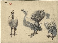 藏品(火雞)的圖片