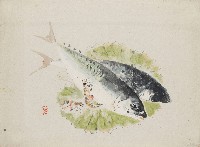 藏品(魚蝦)的圖片