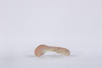 藏品(夜光貝古湯匙、貝匙)的圖片