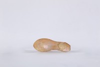 藏品(夜光貝古湯匙、貝匙)的圖片