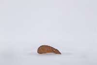 藏品(椰子殼湯匙、椰殼匙)的圖片