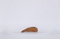 藏品(椰子殼湯匙、椰殼匙)的圖片