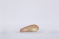 藏品(夜光貝古湯匙、貝匙)的圖片