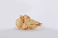 藏品(鹿頭骨)的圖片