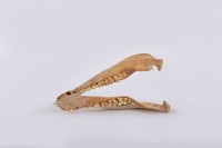 藏品(山豬下顎骨)的圖片