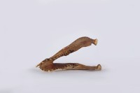 藏品(山豬下顎骨)的圖片