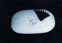 藏品(歸)的圖片