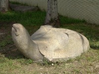 藏品(無碑仰頭墨石龜)的圖片