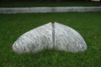 藏品(共生)的圖片