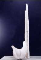 藏品(三形態)的圖片