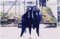 藏品(站立)的圖片