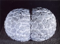 藏品(本質(初始的分裂))的圖片