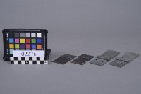 藏品(蝴蝶片)的圖片