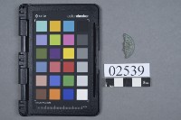 藏品(古幣殘件)的圖片