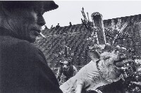 藏品(豬公)的圖片