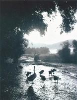 藏品(驟雨過後)的圖片