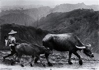 藏品(歸途)的圖片