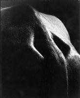 藏品(牛的造型)的圖片