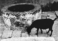 藏品(井)的圖片