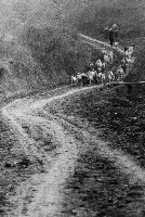 藏品(歸途（羊群）)的圖片