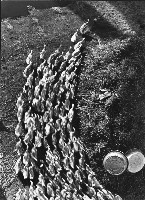 藏品(鴨群)的圖片