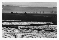 藏品(田園朝景)的圖片