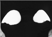 藏品(峰)的圖片