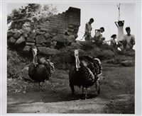 藏品(火鷄)的圖片