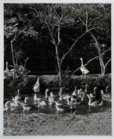 藏品(鵝群共鳴)的圖片