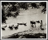 藏品(牽牛群)的圖片