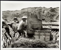 藏品(割稻仔)的圖片