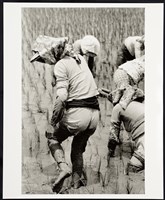 藏品(除草)的圖片