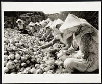 藏品(蔥頭收獲)的圖片