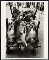 藏品(待宰)的圖片