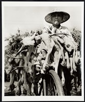 藏品(滿載上市)的圖片