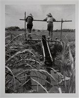 藏品(踏水車)的圖片