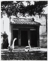 藏品(屋前白鵝)的圖片